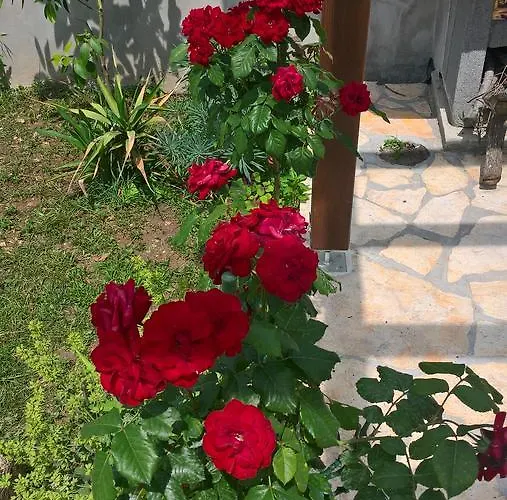 Holiday Arbanase Задар